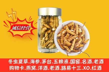 武鸣区回收散虫草